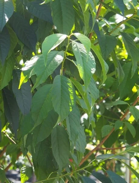 Klondike® Amur Cherry