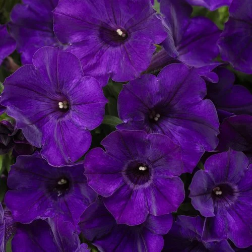 Supertunia® Royal Velvet®