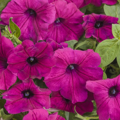 supertunia_royal_magenta_improved_tag.jpg