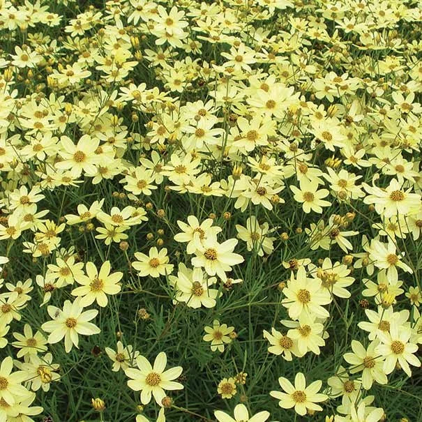 Threadleaf Coreopsis Moonbeam