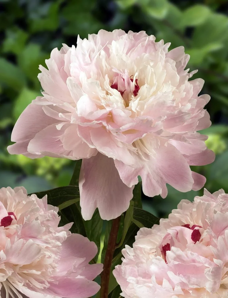 Paeonia_Alertie-785x1024.jpg