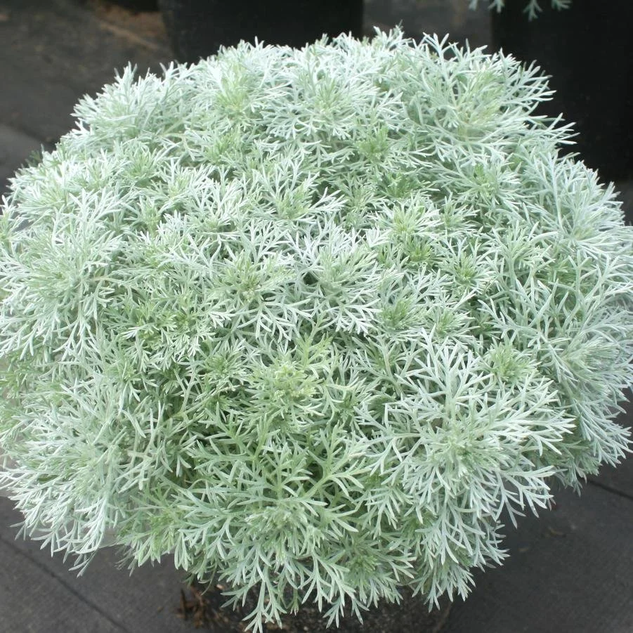 Artemisia 'Silver Mound'
