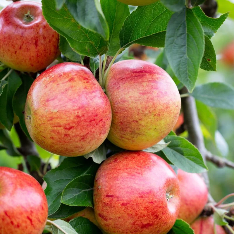 Honeycrisp Apple
