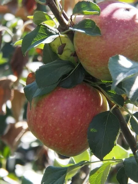 Malus_Norkent_4_br_resize.1e7e5130.jpg