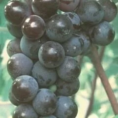 Valiant Grape