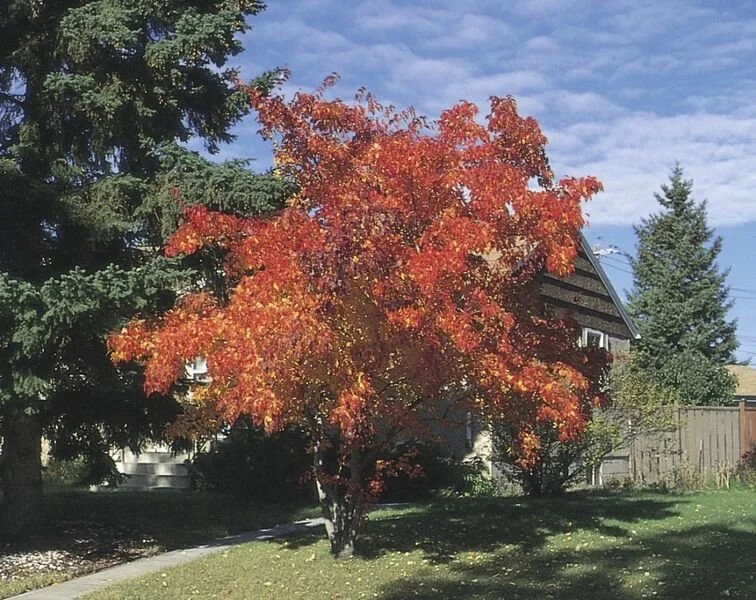 Acer_tataricum_ssp_ginnala_ak.9daea898.jpg