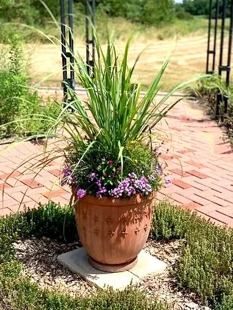lovely-potted-plants.jpg