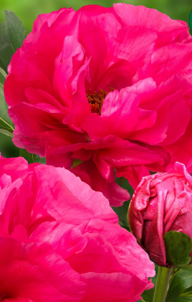 Paula Fay Peony