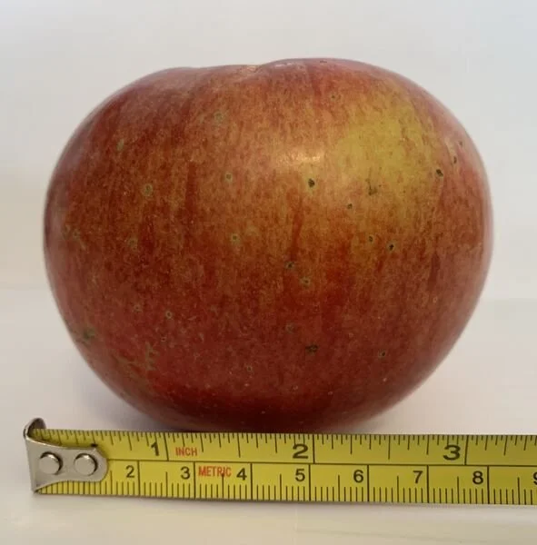 Malus_Harcourt_br.0fe83fca.jpg