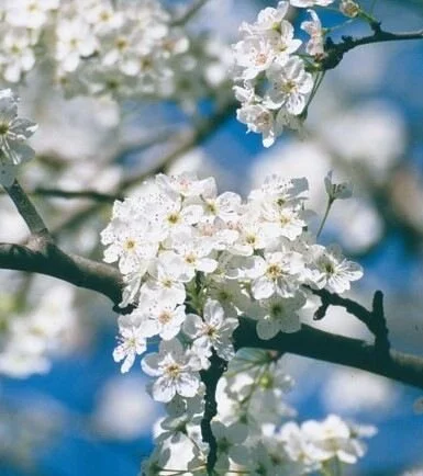 Pyrus_ussuriensis_z50730.3d84f437.jpg