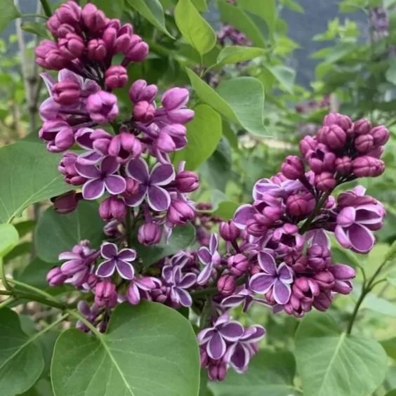 Sensation French Lilac