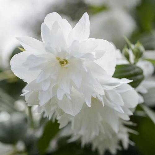 Minnesota Snowflake Mock Orange
