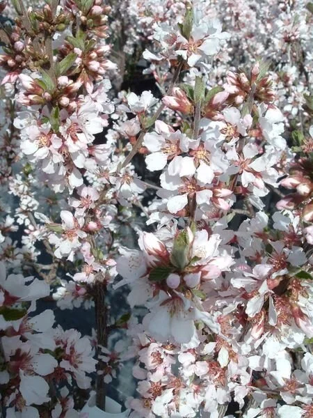 Pink Candles Nanking Cherry