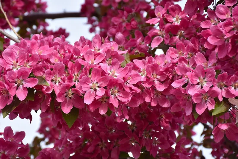 Big River Crabapple
