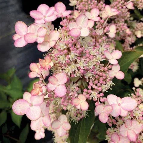 Torch™ Hardy Hydrangea