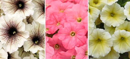 Combo - Bermuda Latte.png