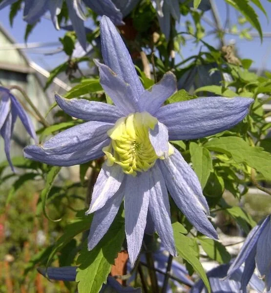 Clematis_macropetala_Blue_Bird_br_resize.dba9ad4e.jpg