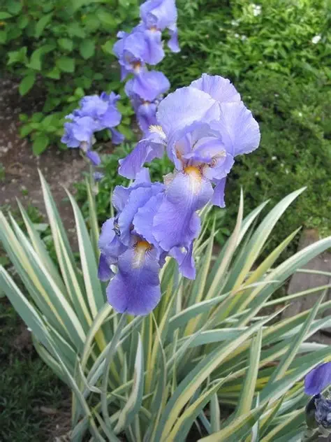 Iris pallida 'Albo Variegata'
