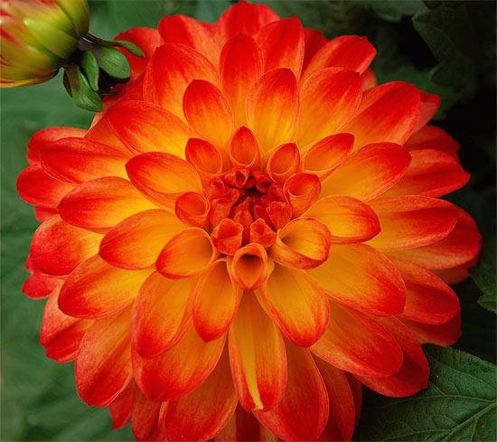 Hypnotica Tequila Sunrise Dahlia
