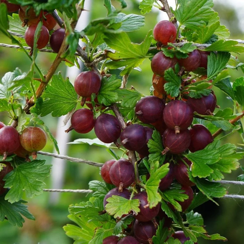 Hinnonmaki Gooseberry