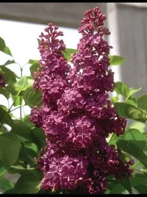 Charles Joly French Lilac