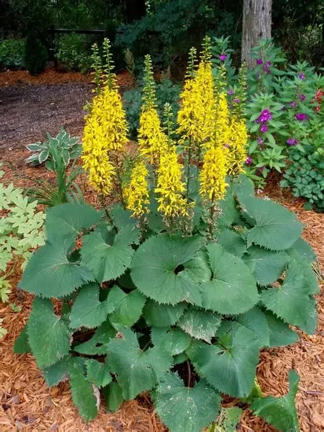 Ligularia 'The Rocket'