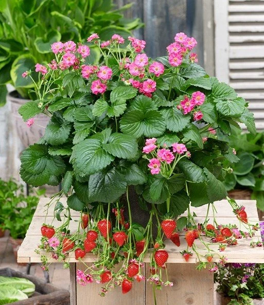 Summer Breeze Cherry Blossom Strawberry