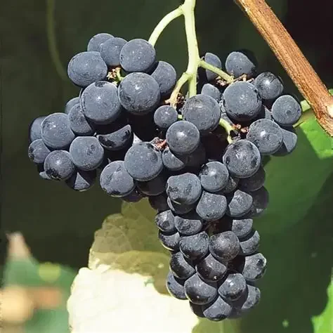 Valiant Grape