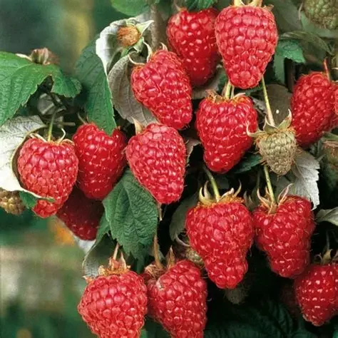Raspberry 'Heritage'