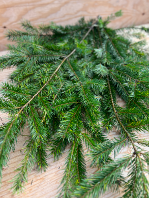 Douglas Fir Christmas Bundle