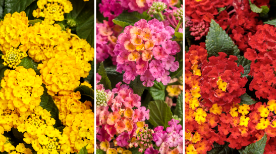 Combo - Lantana Sunset.png