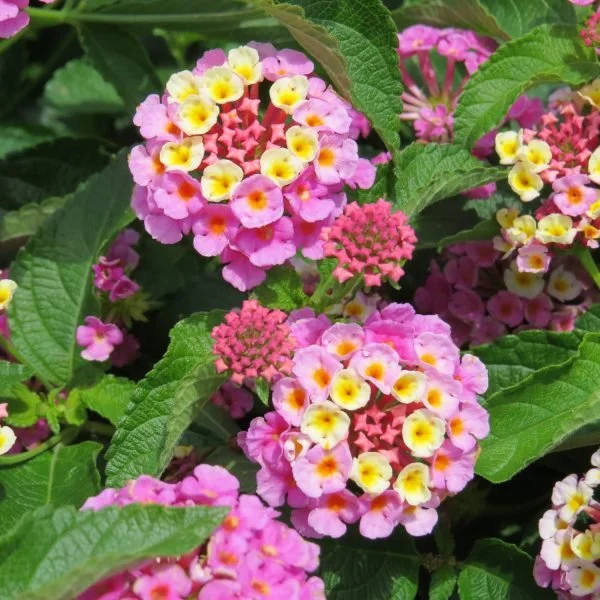 LANTANA_LUSCIOUS_PINKBERRY_BLEND_LANTANA_GC_LANPB_02-600x600.jpg