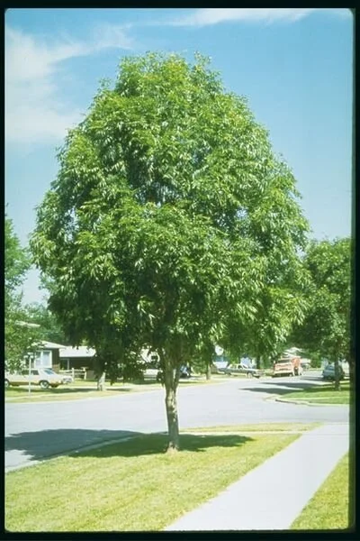 Fraxinus_mandshurica_Mancana.587954e6.jpg
