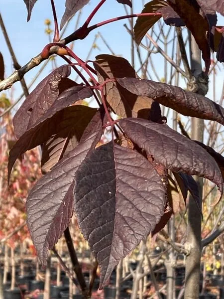 Fraxinus_americana_Durgar_br_resize.3d84f437.jpg