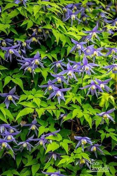 clematis_macropetala_blue_bird_140604-4rm.jpg