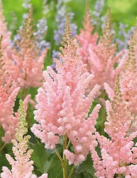 Astilbe 'Vision Inferno'