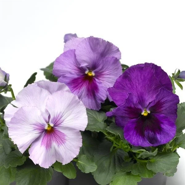 Lavender Blue Shades Pansy Pouch
