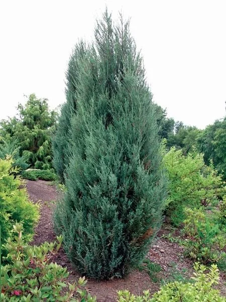 Blue Arrow Juniper