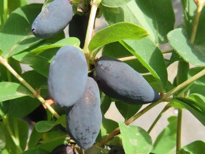 New Honey Gin Haskap