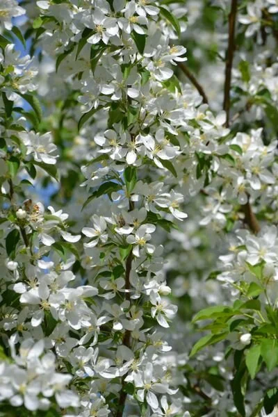 Malus_Spring_Snow_bloom_9_br_resize.9daea898.jpg
