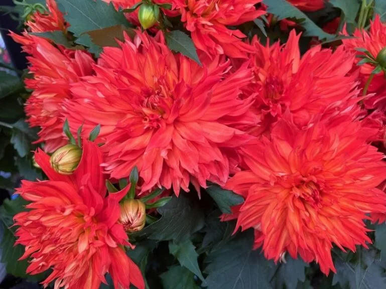 LaBella Maggiore Elmo Ruffle Dahlia