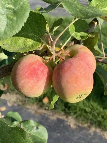 Malus_Gloria_br_resize.3d84f437.jpg