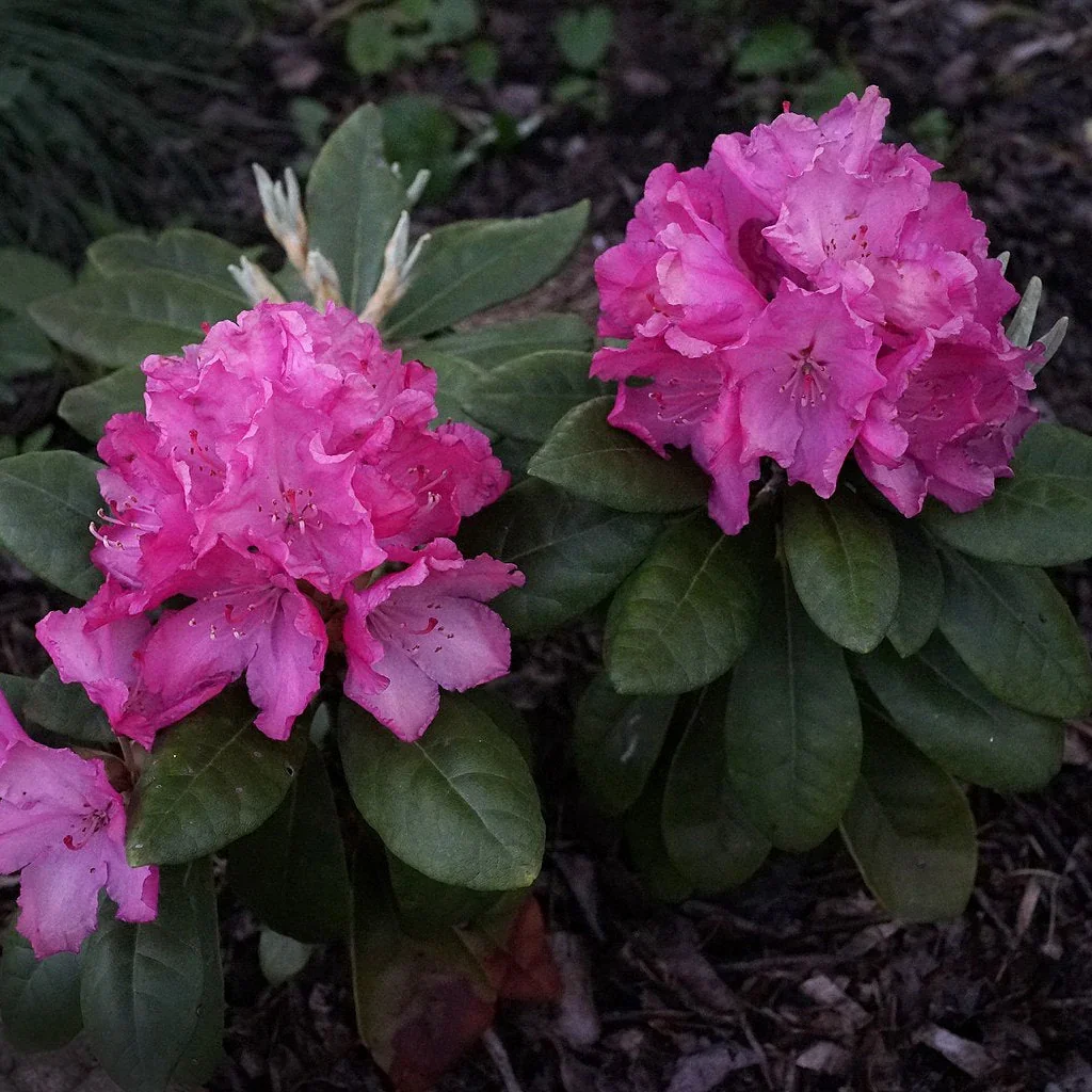 Helliki Rhododendron
