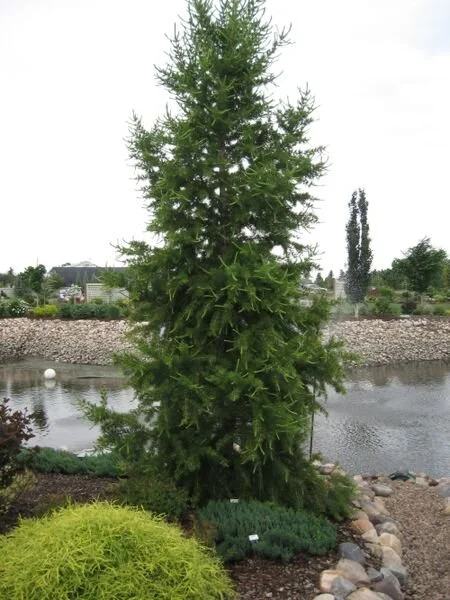 Larix_siberica_br_resize.587954e6.jpg