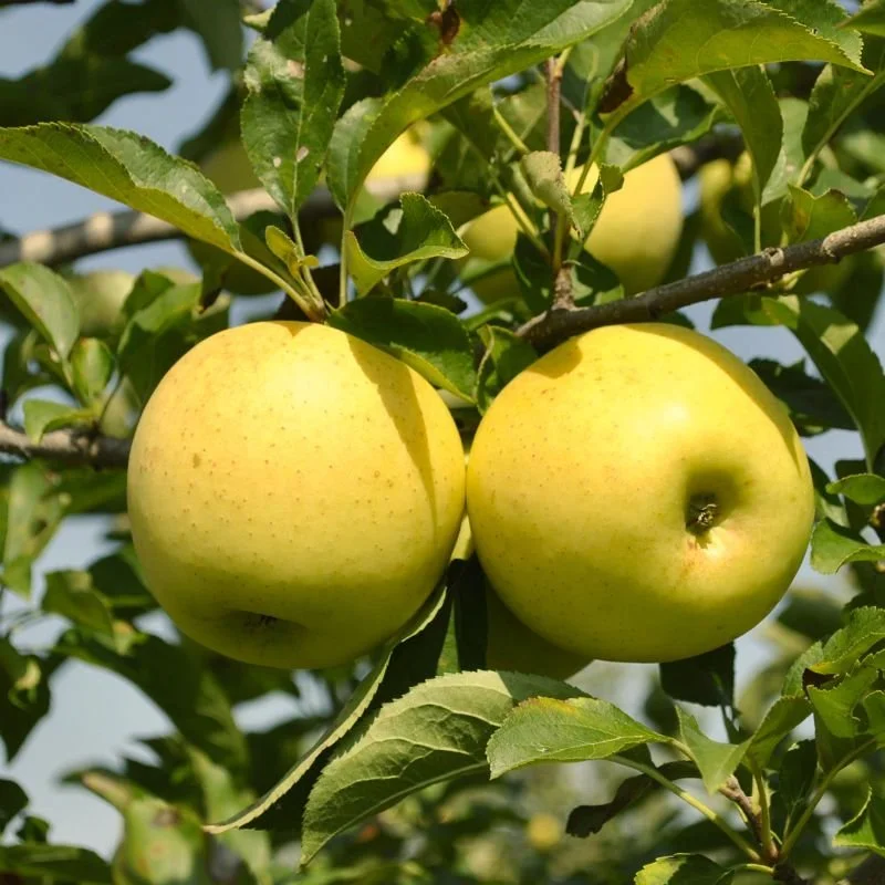 Strathcona Gold Apple