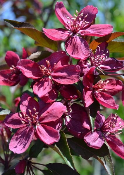 Malus_Royalty_bloom_4_br_resize.9daea898.jpg