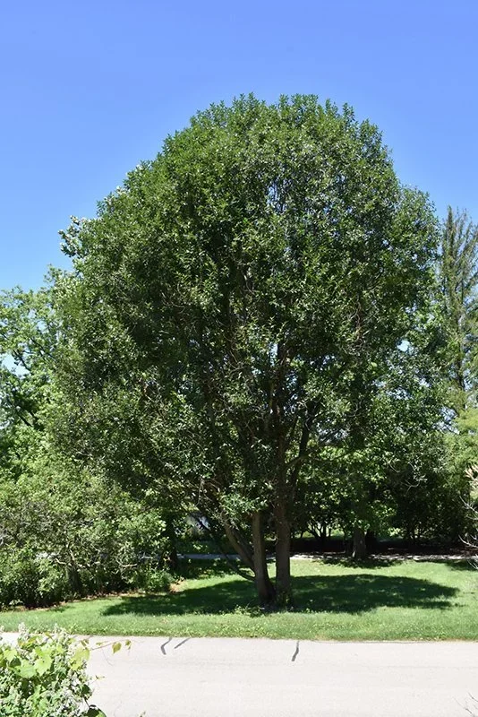 Prairie+Reflection®+Laurel+Willow.webp