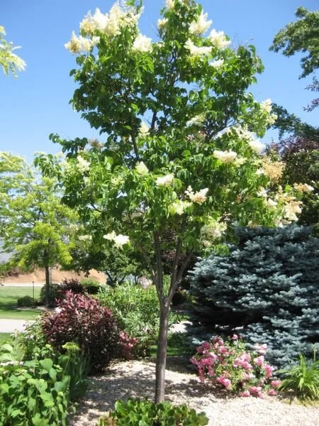 Ivory Silk Japanese Tree Lilac
