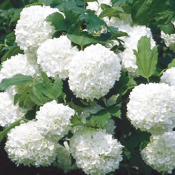 'Roseum' Snowball Bush