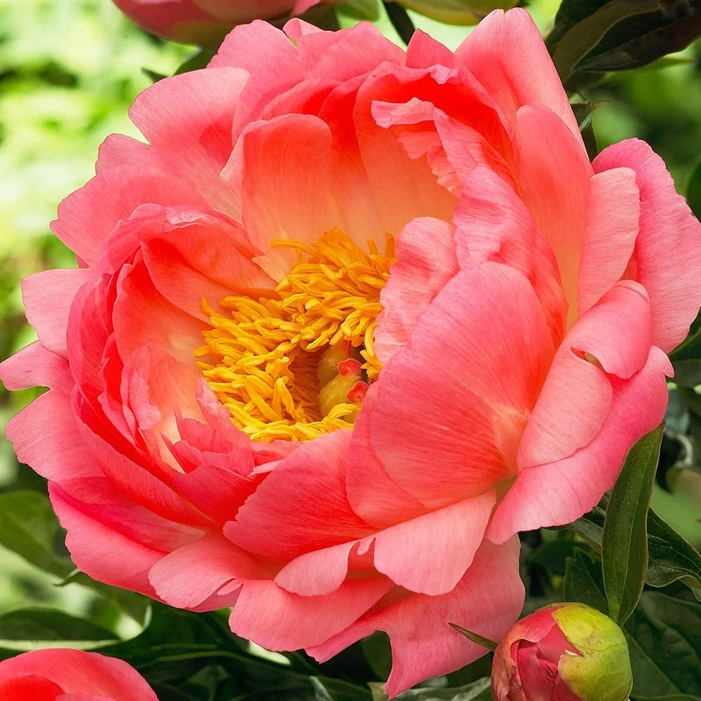 Peony 'Coral Sunset'